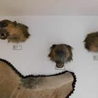 Sümegi Afrikárium Sümeg - 