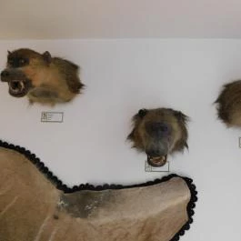 Sümegi Afrikárium Sümeg - Egyéb