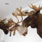 Sümegi Afrikárium Sümeg - 