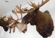 Sümegi Afrikárium Sümeg