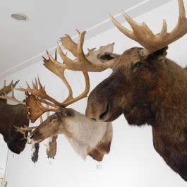 Sümegi Afrikárium Sümeg - Egyéb