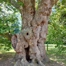 Szabadkígyósi Wenckheim-kastély Szabadkígyós - Egyéb