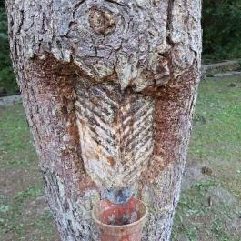 Szabadtéri Erdei Múzeum, Szilvásvárad - Egyéb