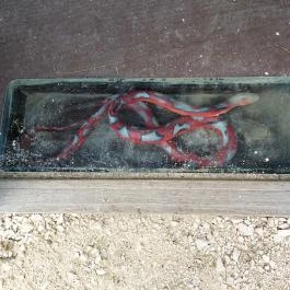 Szabadtéri Néprajzi Múzeum Szentendre - Egyéb