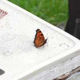 Szabadtéri Néprajzi Múzeum Szentendre - Egyéb