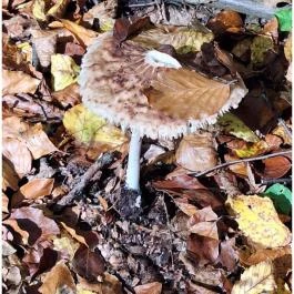 Szádvár tanösvény, Szögliget - Egyéb