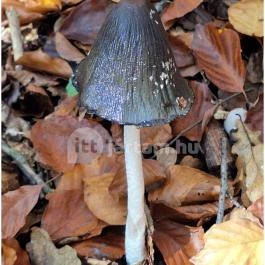 Szádvár tanösvény, Szögliget - Egyéb