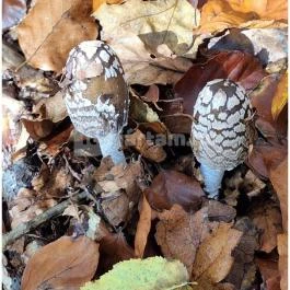 Szádvár tanösvény, Szögliget - Egyéb