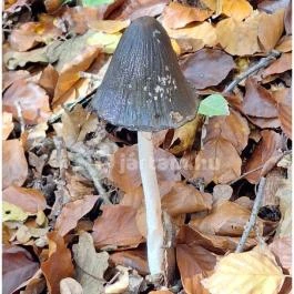 Szádvár tanösvény, Szögliget - Egyéb