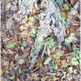 Szádvár tanösvény, Szögliget - Egyéb