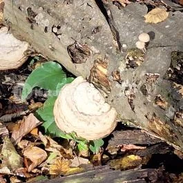 Szádvár tanösvény, Szögliget - Egyéb