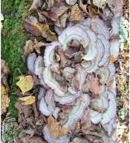 Szádvár tanösvény