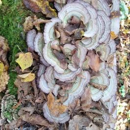 Szádvár tanösvény, Szögliget - Egyéb