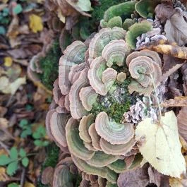 Szádvár tanösvény, Szögliget - Egyéb