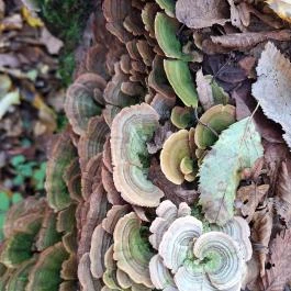 Szádvár tanösvény, Szögliget - Egyéb