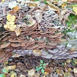 Szádvár tanösvény, Szögliget - Egyéb