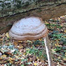 Szádvár tanösvény, Szögliget - Egyéb