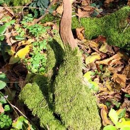 Szádvár tanösvény, Szögliget - Egyéb