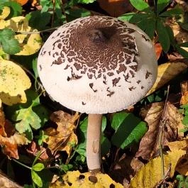 Szádvár tanösvény, Szögliget - Egyéb