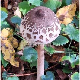 Szádvár tanösvény, Szögliget - Egyéb