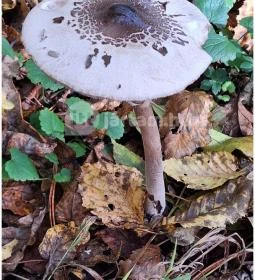 Szádvár tanösvény