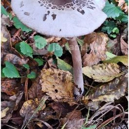 Szádvár tanösvény, Szögliget - Egyéb