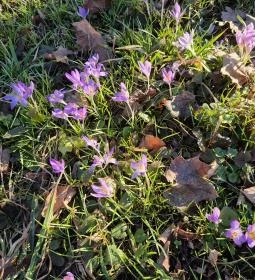 Szakáts-Batthyány kastély