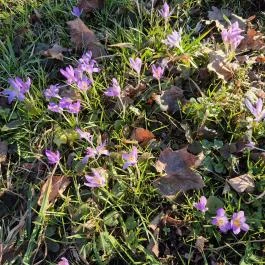 Szakáts-Batthyány kastély Magyarszecs?d - Külső kép