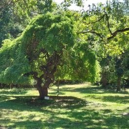 Szarvasi Arborétum, Szarvas - Egyéb