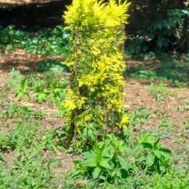 Szarvasi Arborétum, Szarvas - Egyéb