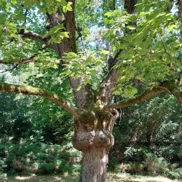 Szarvasi Arborétum, Szarvas - Egyéb