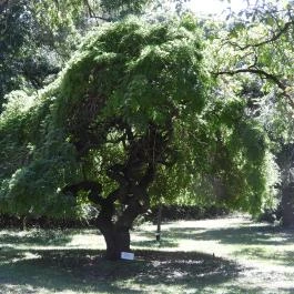 Szarvasi Arborétum, Szarvas - Külső kép