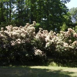 Szarvasi Arborétum, Szarvas - Külső kép