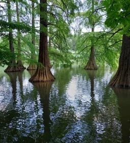Szarvasi mocsárciprusok