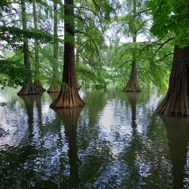 Szarvasi mocsárciprusok, Szarvas - Külső kép