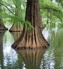 Szarvasi mocsárciprusok