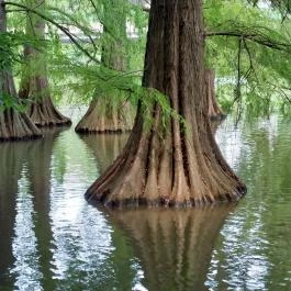 Szarvasi mocsárciprusok, Szarvas - Külső kép