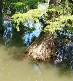 Szarvasi mocsárciprusok