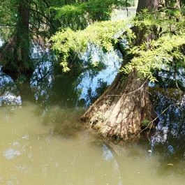 Szarvasi mocsárciprusok, Szarvas - Külső kép