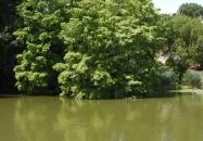 Szarvasi mocsárciprusok Szarvas