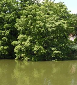 Szarvasi mocsárciprusok