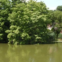 Szarvasi mocsárciprusok, Szarvas - Külső kép