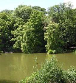 Szarvasi mocsárciprusok