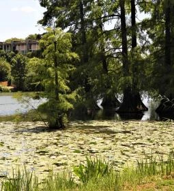 Szarvasi mocsárciprusok