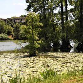 Szarvasi mocsárciprusok, Szarvas - Külső kép