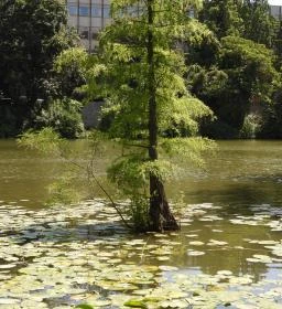 Szarvasi mocsárciprusok