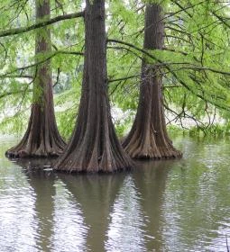 Szarvasi mocsárciprusok