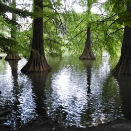 Szarvasi mocsárciprusok, Szarvas - Egyéb