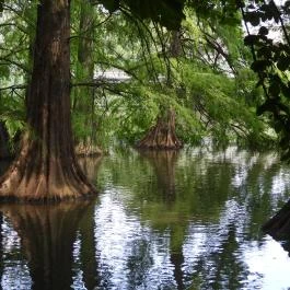 Szarvasi mocsárciprusok, Szarvas - Egyéb