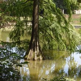 Szarvasi mocsárciprusok, Szarvas - Egyéb